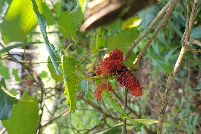 Doi inthanon National Park + 2Hour Fantastic Trekking with Lunch - Karen village and Hmong market: culture stops that aren’t just window dressing