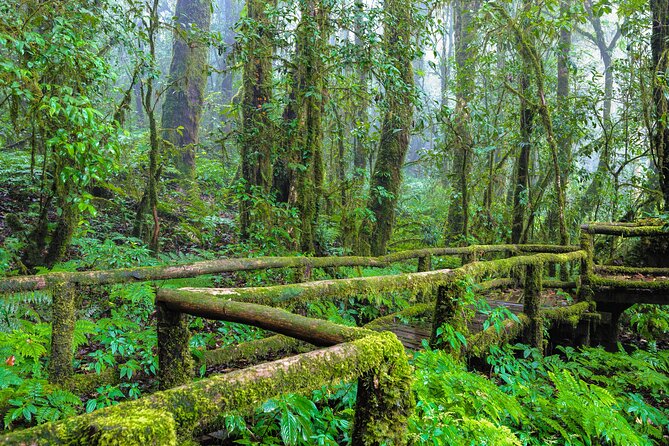 Doi Inthanon National Park, Waterfall & Royal Project Day Tour From Chiang Mai - First Stop in the Park: Thailand’s Highest Ground and Cloud-Forest Air