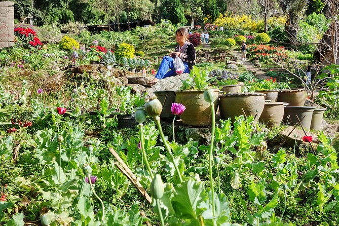 Doi Suthep and Hmong Hilltribe Half Day Tour in Chiang Mai - Guides, drivers, and small-group pacing (and why it matters)