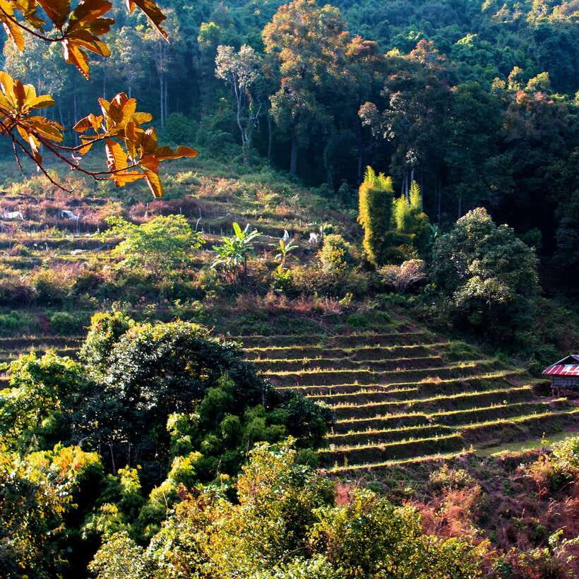Eco-Friendly: Doi Inthanon & Pha Dok Siew Trekking Day Trip - The Pha Dok Sieo Nature Trail trek: plan for a real 2-hour hike