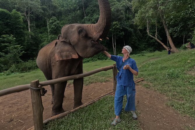 Elephant care program at CHIANGMAI ELEPHANT CARE - Elephant care without riding: what you’ll really do
