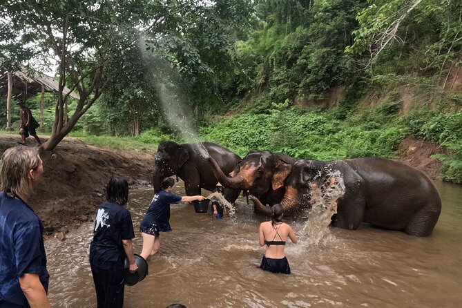 Elephant care program at CHIANGMAI ELEPHANT CARE - Roaming, socializing, and bathing: what “natural” looks like here
