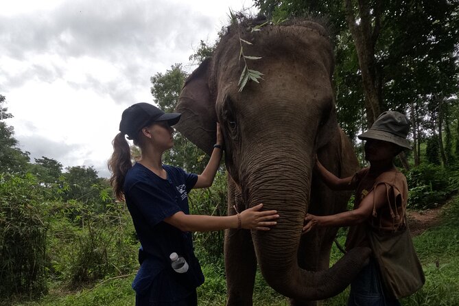 Elephant care program at CHIANGMAI ELEPHANT CARE - Feeding and protein supplements: the interactive part done responsibly