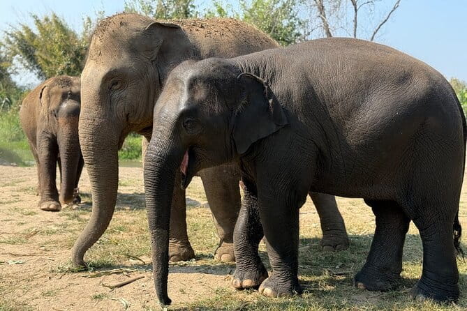 Elephant Sanctuary, Wat Ban Den & Sticky Waterfall - Wat Ban Den: blue rooftops, golden pagodas, and quiet courtyard time