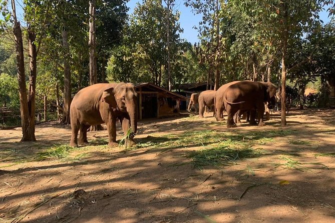 Elephant Sightings , Bamboo Rafting Through The Jungle, Swimming In a Waterfall - One day in Chiang Mai: three jungle moments near Mae Wang