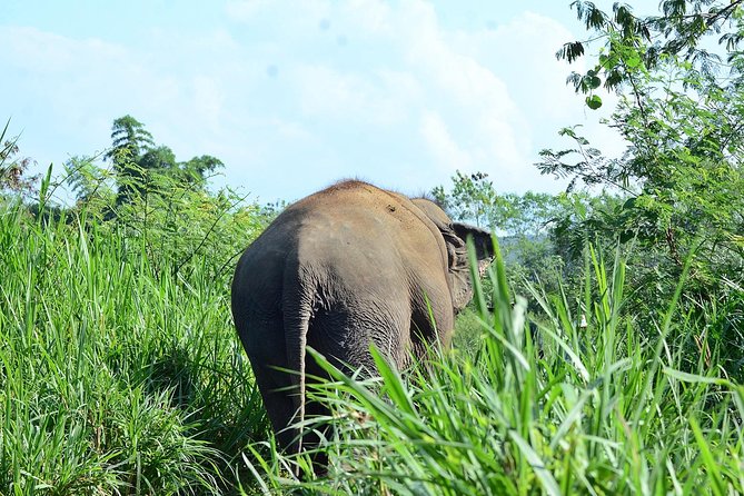 Experience Elephant Sanctuary + Sticky Waterfall - Elephant sanctuary: rescue story, real rules, and hands-on time