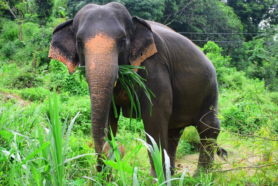 From Chiang Mai: Elephant Care Program and Nursery Tour - Chiang Mai to Mae Tang: the morning ride that sets the tone