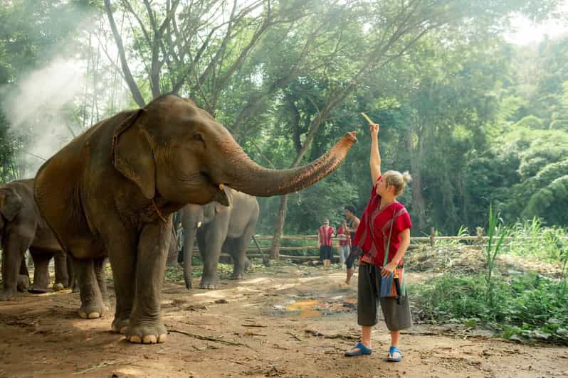 From Chiang Mai: Kerchor Eco Elephant Park Tour - Key moments you should know before you go