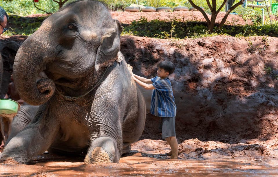 From Chiang Mai: Kerchor Eco Elephant Park Tour - Should you book Kerchor Eco Elephant Park from Chiang Mai?