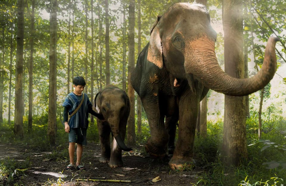 From Chiang Mai: Kerchor Eco Elephant Park Tour - Getting from Chiang Mai to Kerchor: the ride + what to plan