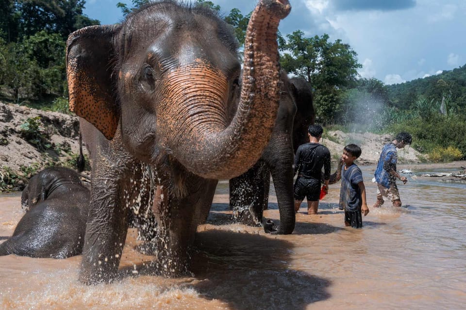 From Chiang Mai: Kerchor Eco Elephant Park Tour - Who should book this tour (and who might not)