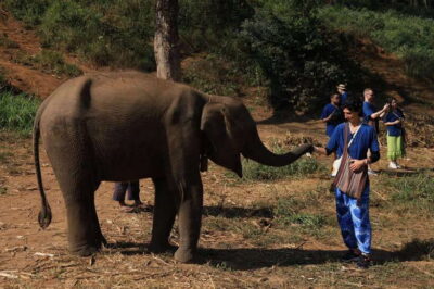 From Chiang Mai: Living Green Elephant Sanctuary Tour - Ethical elephant care: the rules that actually change your experience
