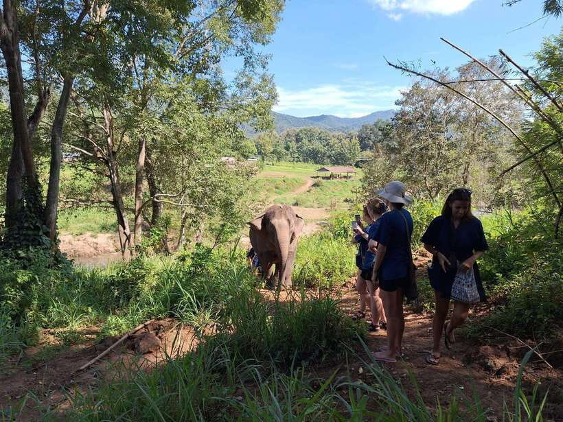 From Chiang Mai: Living Green Elephant Sanctuary Tour - Mo Hom clothing and elephant stories: start like a local, learn what matters