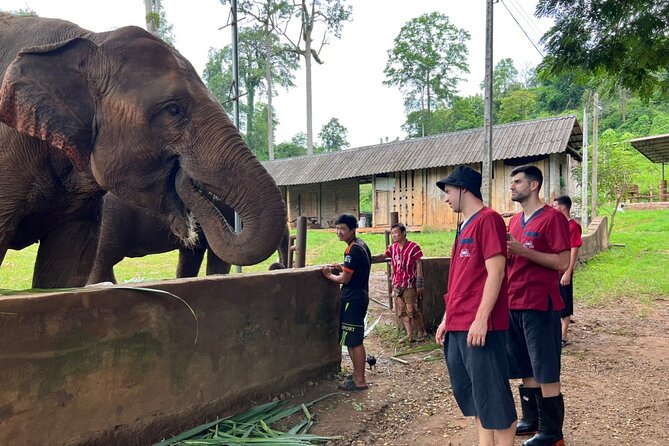Full Day Experience at Ran-Tong Save & Rescue Elephant Centre - Feeding, walking, and watching elephants in their natural behavior