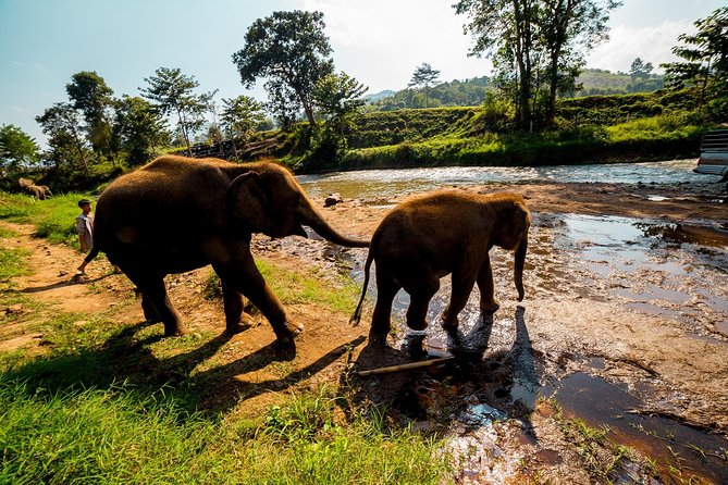 Full-Day Guided Tuk Tuk Chiang Mai Adventure and Rafting - Elephant feeding and bathing: what’s included and what isn’t
