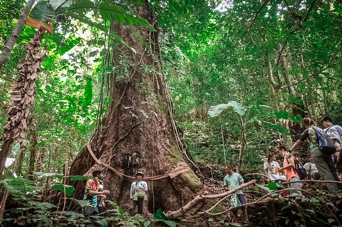Full-Day Trekking and Sightseeing Tour in Mae Kampong - Gibbons in the wild-ish forest: watching rehabilitation up close