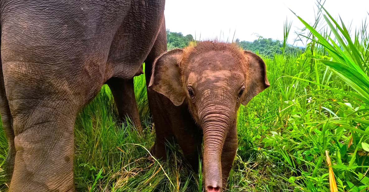 Full-day with CHIANGMAI ELEPHANT CARE and Sticky waterfall - Elephant Care Time: Feeding, Medicine Balls, Behavior, and Walking