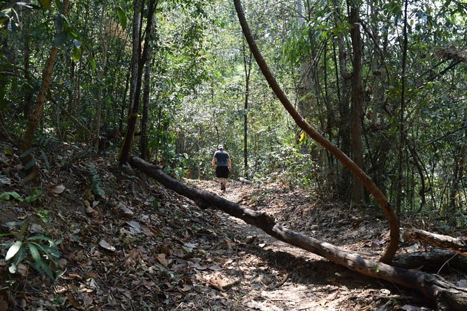 Half Day Doi Suthep Temple and short trekking on monk trail (Private Tour) - Wat Phra That Doi Suthep: golden chedi views, steps, and the pilgrimage vibe