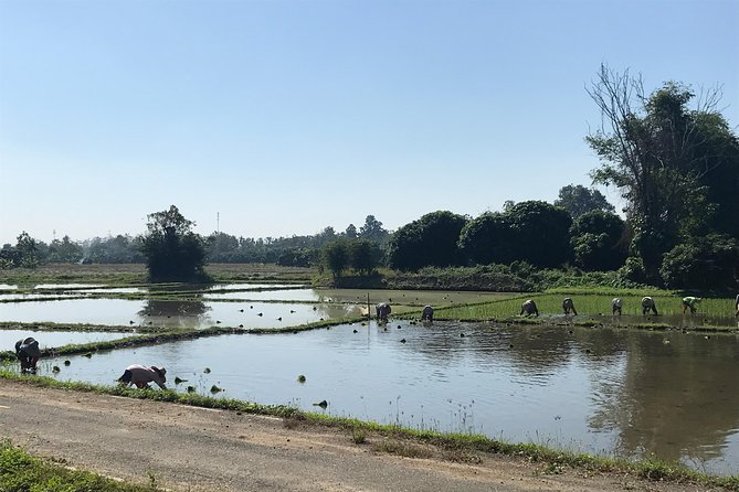 Half-day E-bike Countryside and rice paddies (flat land, GUIDED) - Lunch and snacks back at the base camp: included, and it’s part of the value