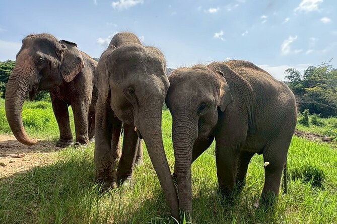 Half Day Elephant care and Whitewater Rafting Adventure - Hands-On Feeding and Vitamin Balls: Where Care Becomes Personal