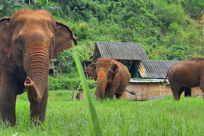Half-Day Elephant Experience at Rantong - Key moments I’d circle before you go
