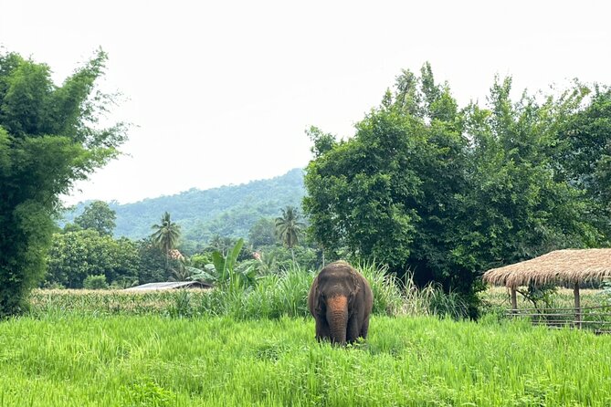 Half-Day Elephant Experience at Rantong - Price and value: is $58.70 a fair deal?