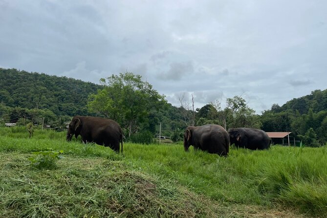 Half-Day Elephant Experience at Rantong - Pickup from Chiang Mai: the road time is real