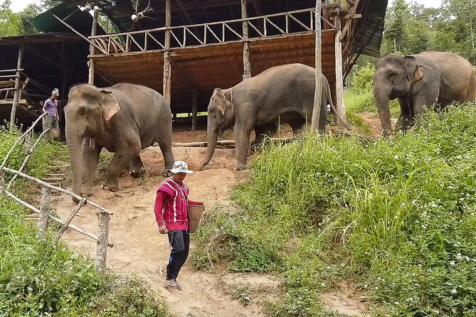 Half Day: Elephant Village Sanctuary - Elephant Village Sanctuary in Chiang Mai: why this feels different