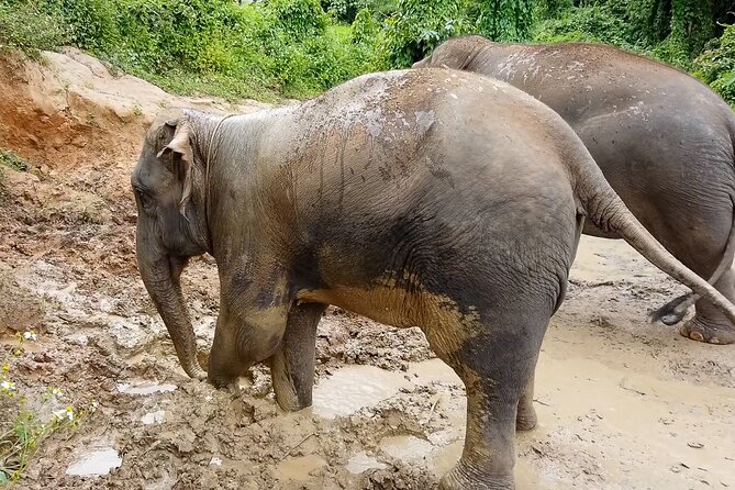 Half Day: Elephant Village Sanctuary - Forest trekking plus a miniature waterfall cooldown