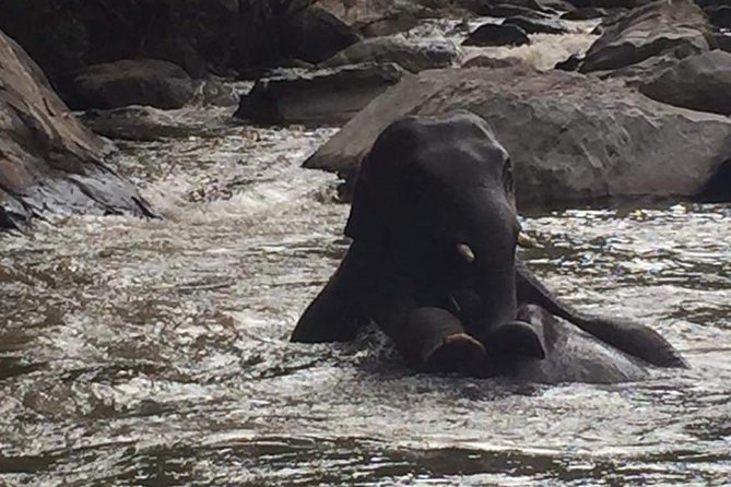 Half day Elephants in Nature Experience (Morning) - Key Highlights You Should Know