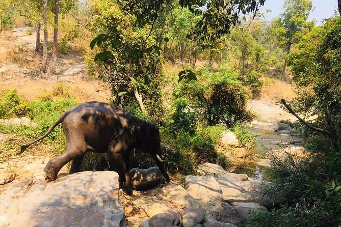 Half day Elephants in Nature Experience (Morning) - The Morning Drive From Tha Phae Road: Why the Trip Starts Off Better