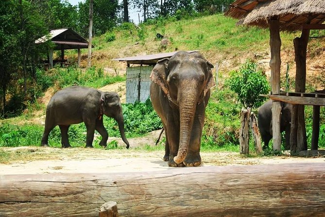 Half day Elephants in Nature Experience (Morning) - Guide Korn’s Role: Ethics and Elephant Culture in Plain Language