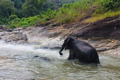 Half day Elephants in Nature Experience (Morning) - From City to Elephant Home: What You’ll Do On Arrival