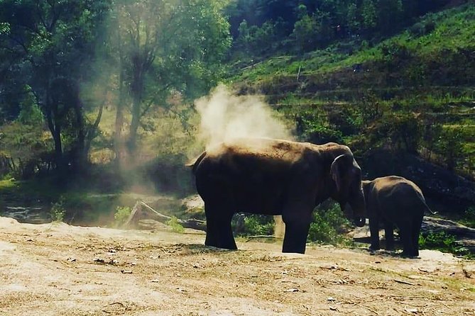 Half day Elephants in Nature Experience (Morning) - Mahouts and Team Care: Seeing Who Works With the Elephants