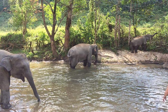 Half day Elephants in Nature Experience (Morning) - Group Size, Pacing, and Comfort: What Makes It Feel Manageable