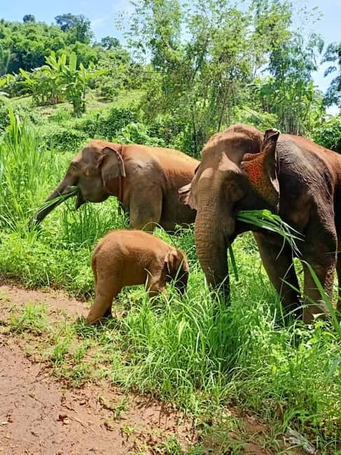 Half-day with CHIANGMAI ELEPHANT CARE program (12pm-6pm.) - Where this Chiang Mai Elephant Care experience fits in