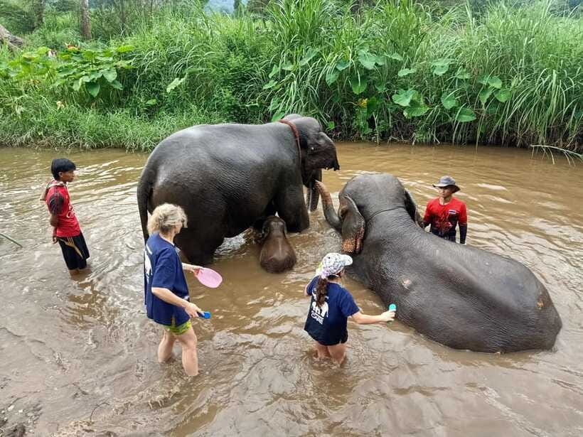 Half-day with CHIANGMAI ELEPHANT CARE program (12pm-6pm.) - Elephant interaction time: feeding, patting, and calm walking