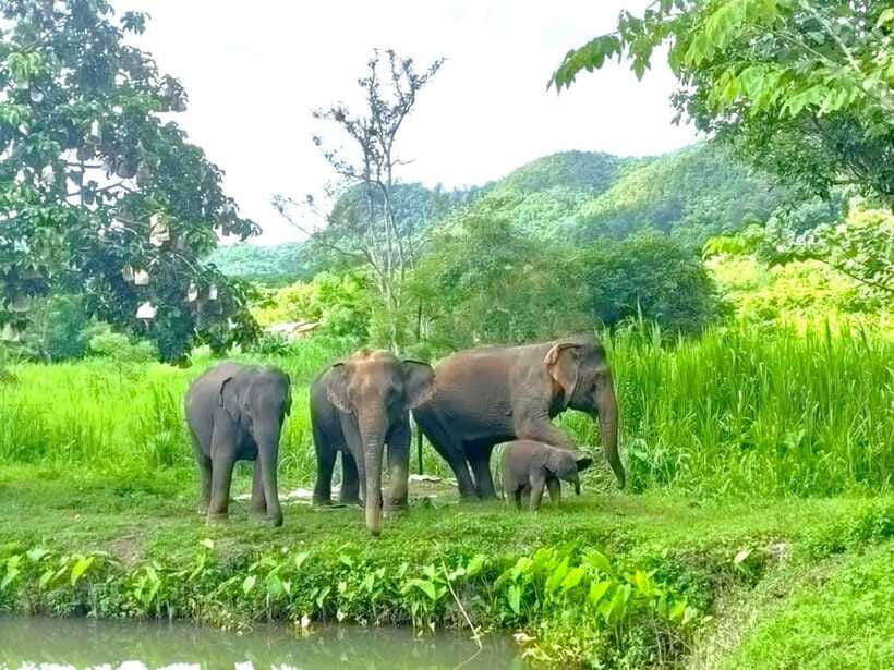 Half-day with CHIANGMAI ELEPHANT CARE program (12pm-6pm.) - The farewell and the reset back in town
