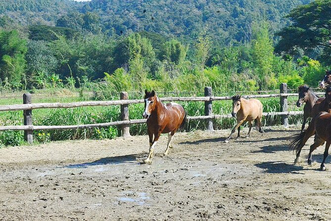 Horse Lesson+Riding+Wat Tonkwen wooden temple.Chiangmai - Riding the Natural Path: Mountain Views and Jungle-Footing Moments