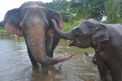 Inthanon Heaven Trail(Living Green Elephant Sanctuary) - Lunch and the transition from elephants to the mountains