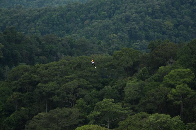 Jungle Flight Zipline Roller Coaster - Price and Value: What $91.27 Buys You in Real Terms