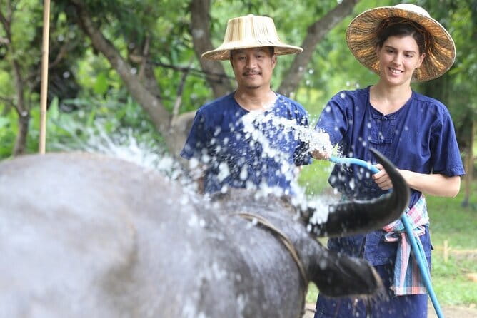 Local Farming Experience in Chiang Mai, Thailand - Uprooting rice seedlings in the nursery: hands-on steps you can feel