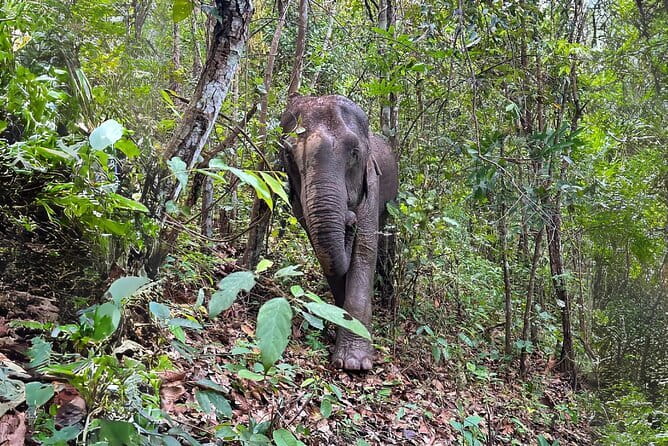 Local Farming Experience in Chiang Mai, Thailand - Who should book this (and who might not love it)