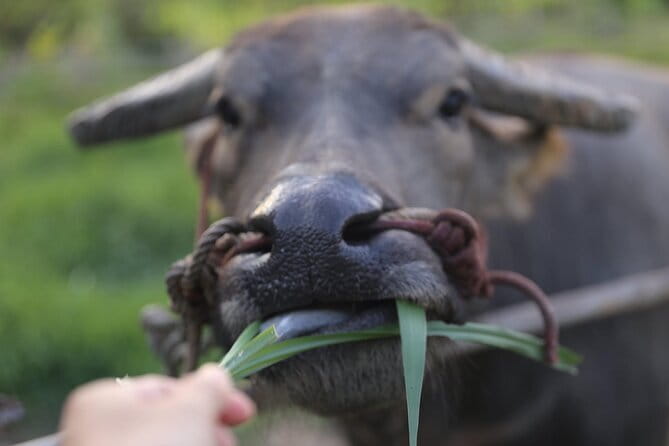 Local Farming Experience in Chiang Mai, Thailand - Feeding and showering Riam Thai buffalo: the most memorable first step