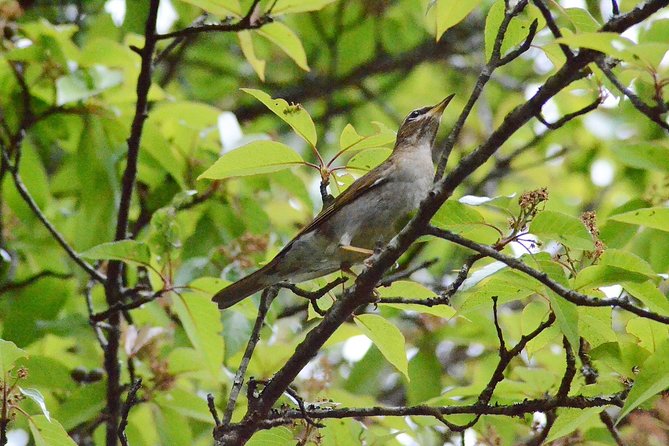 Mount Doi Inthanon Hiking & Bird Watching - Key highlights I’d put on your must-do list