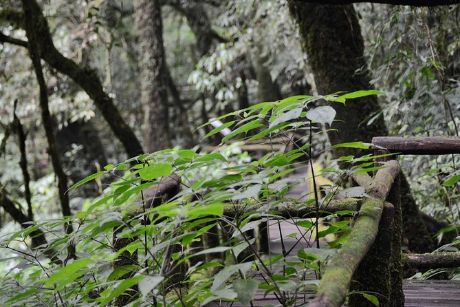 Mount Doi Inthanon Hiking & Bird Watching - Why Doi Inthanon birding is so good at 2,565 m