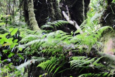 Mount Doi Inthanon Hiking & Bird Watching - The 5:00 am pickup and the 10-hour day reality check