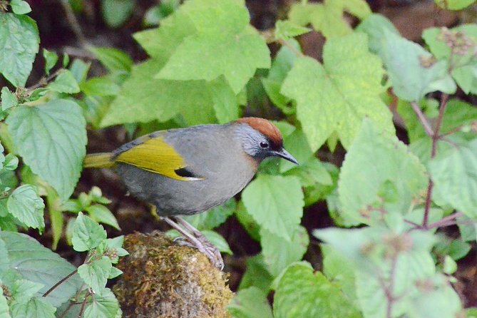 Mount Doi Inthanon Hiking & Bird Watching - What’s included, and where you’ll spend extra money