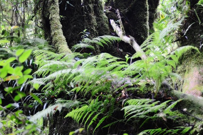 Mount Doi Inthanon Hiking & Bird Watching - The 5:00 am pickup and the 10-hour day reality check