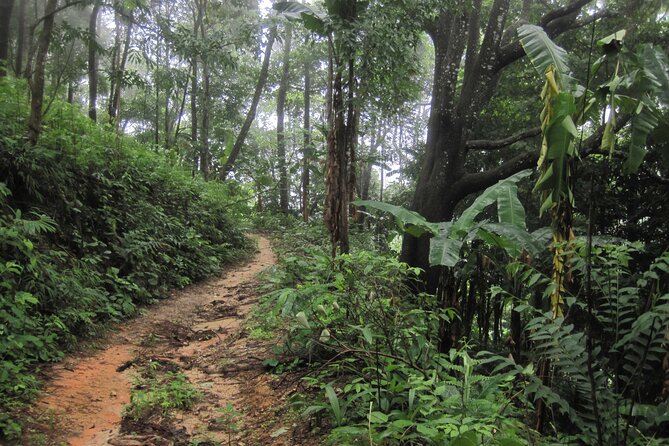 No.1 Chiang Mai: Advanced XC Downhill Biking, Doi Suthep N. Park - Price and value: $80.67 plus the park fee